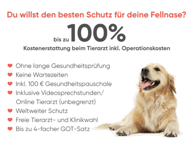 Hundekrankenversicherung Direktlink Hund